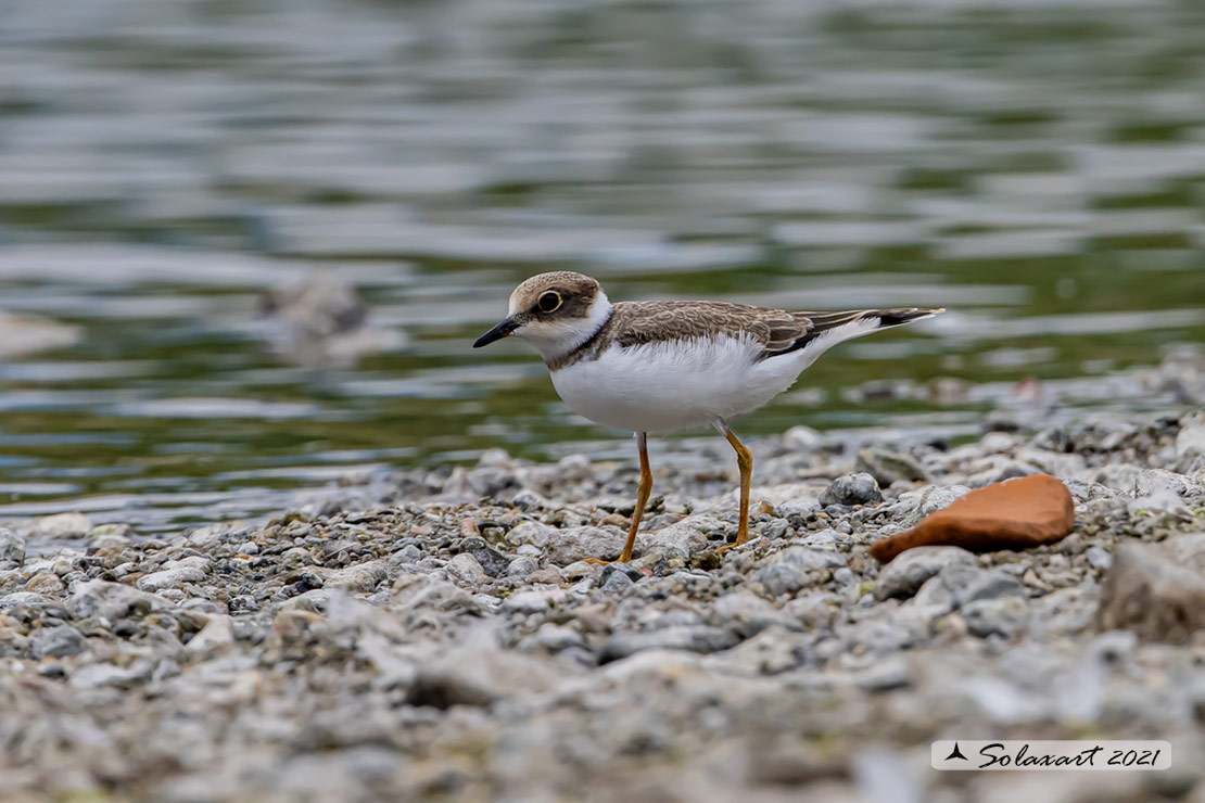 Charadrius dubius: Corriere piccolo;  Little ringed plover