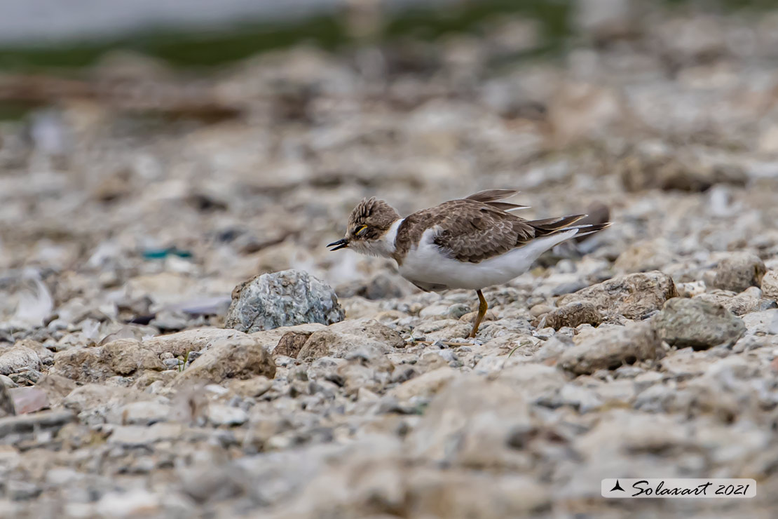 Charadrius dubius: Corriere piccolo;  Little ringed plover