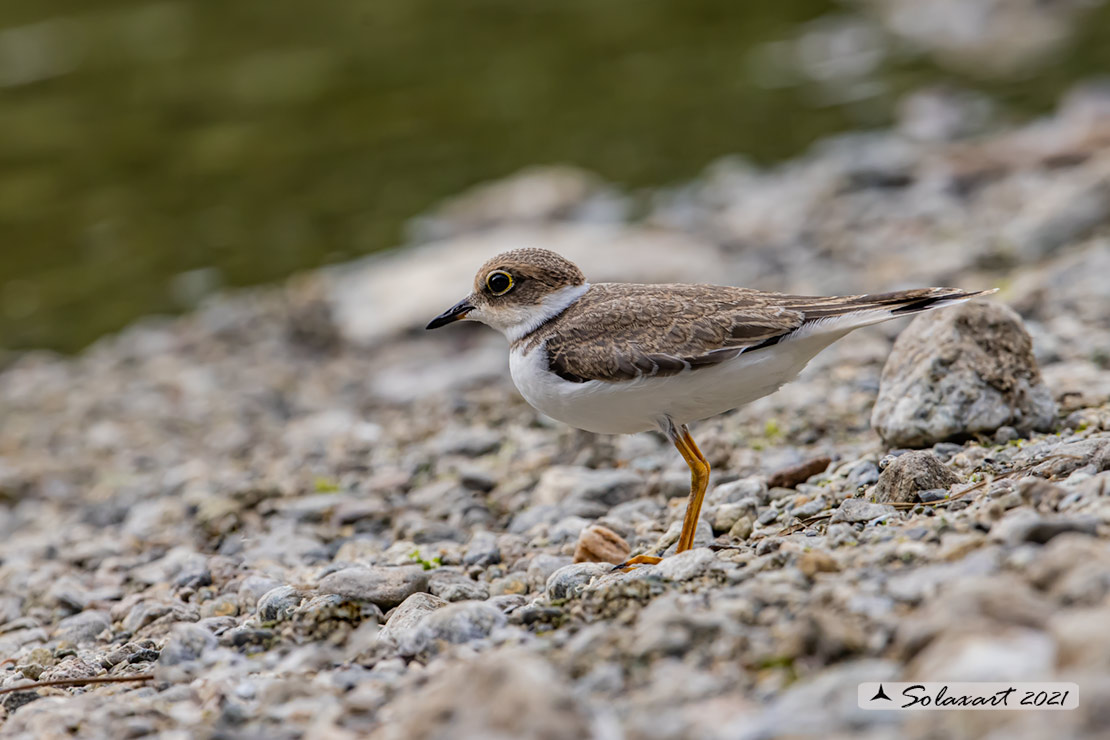 Charadrius dubius: Corriere piccolo;  Little ringed plover