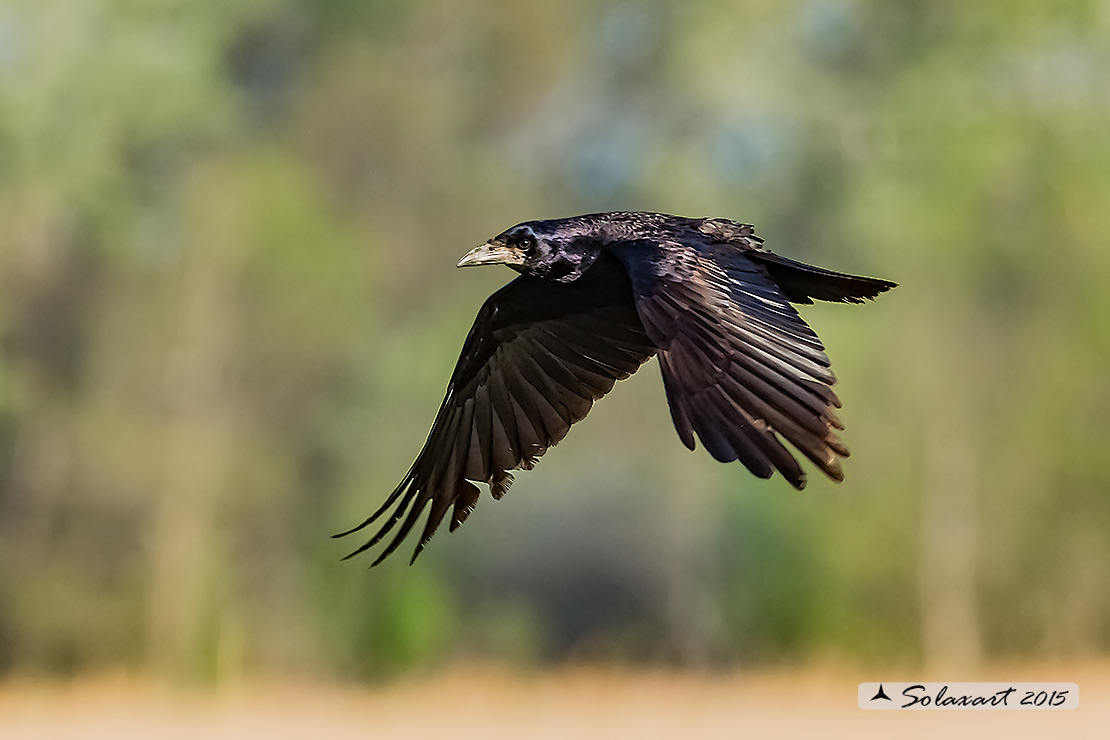 Corvus frugilegus  -  Corvo comune  -  Rook