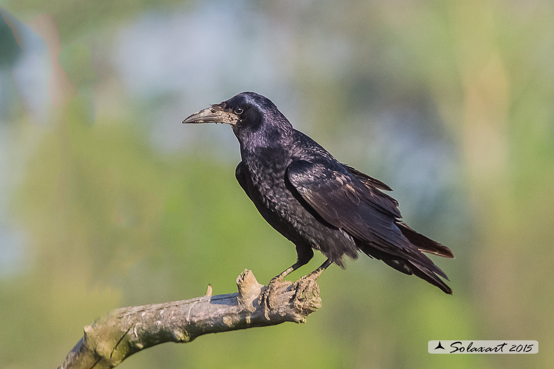 Corvus frugilegus  -  Corvo comune  -  Rook