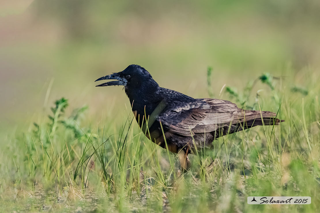 Corvus frugilegus  -  Corvo comune  -  Rook