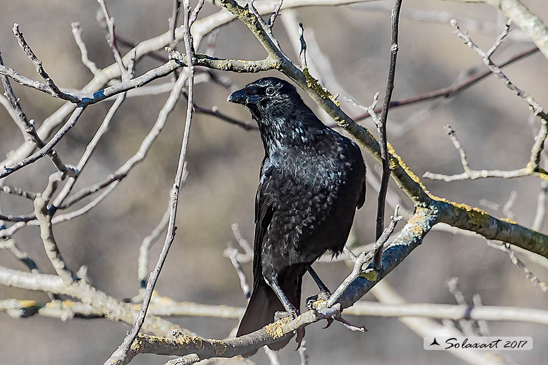 Corvus frugilegus: Corvo comune (immaturo);   Rook (immature)