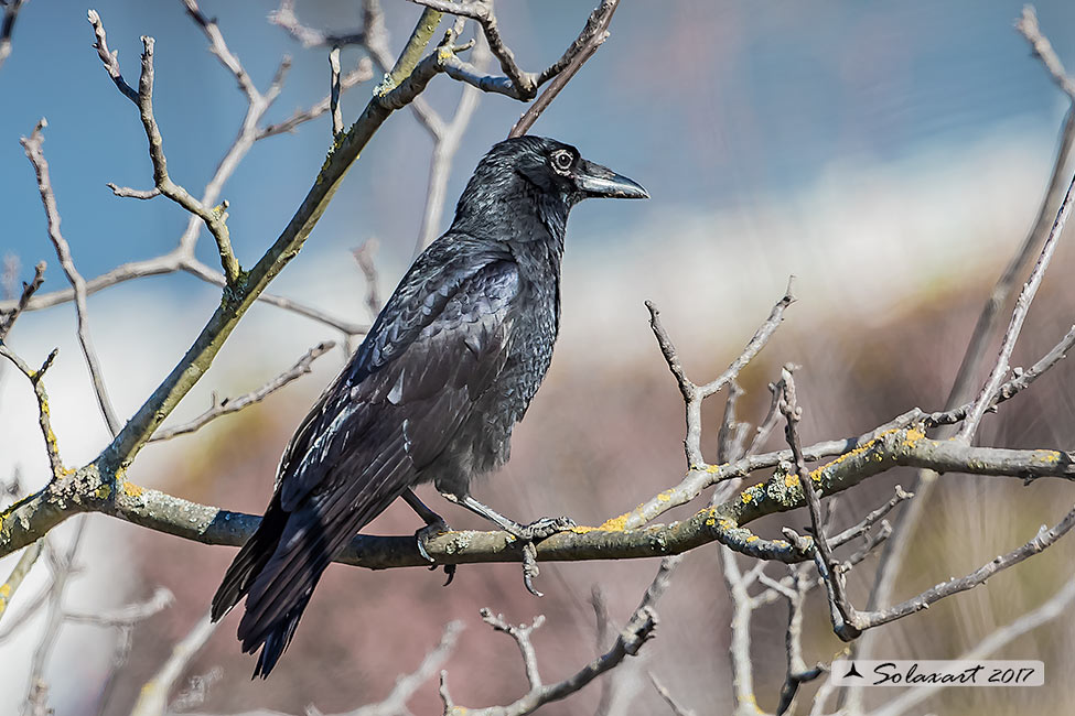 Corvus frugilegus: Corvo comune (immaturo);   Rook (immature)