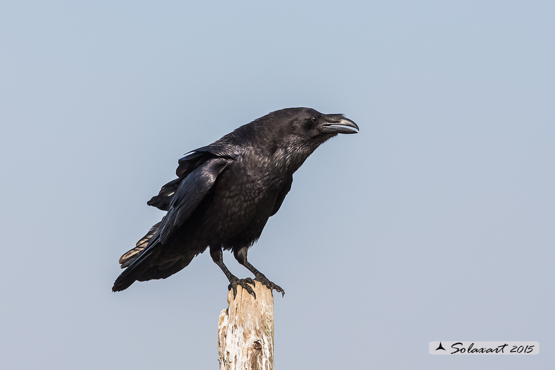 Corvus corax; Corvo imperiale; Northern raven