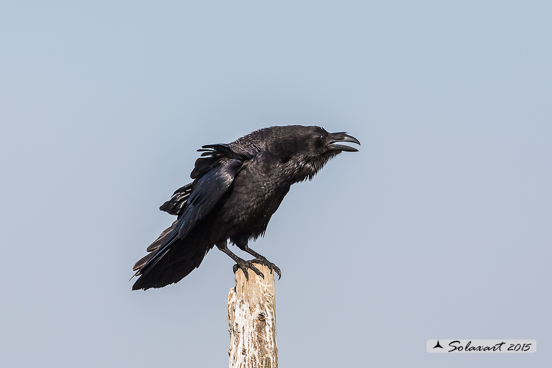 Corvus corax; Corvo imperiale; Northern raven