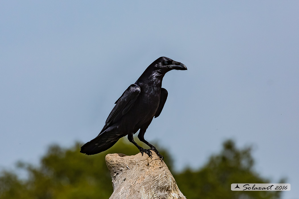 Corvus corax; Corvo imperiale; Northern raven