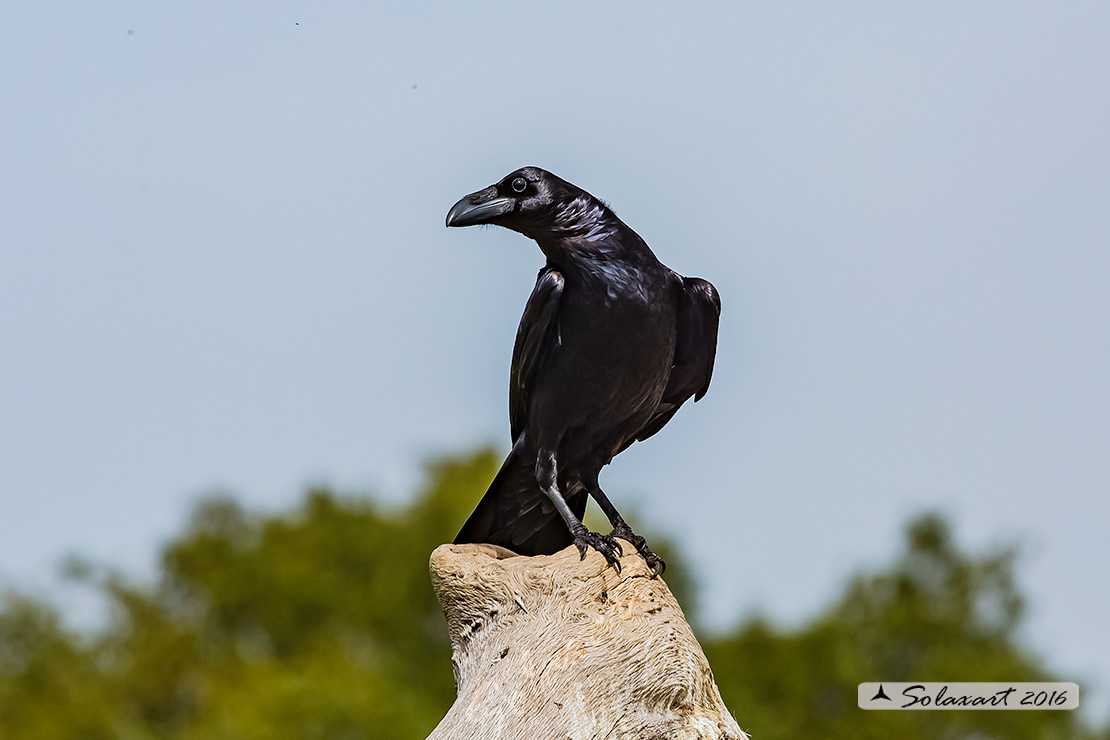 Corvus corax; Corvo imperiale; Northern raven
