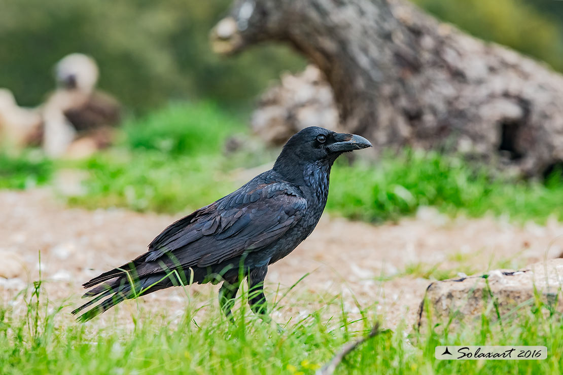 Corvus corax; Corvo imperiale; Northern raven