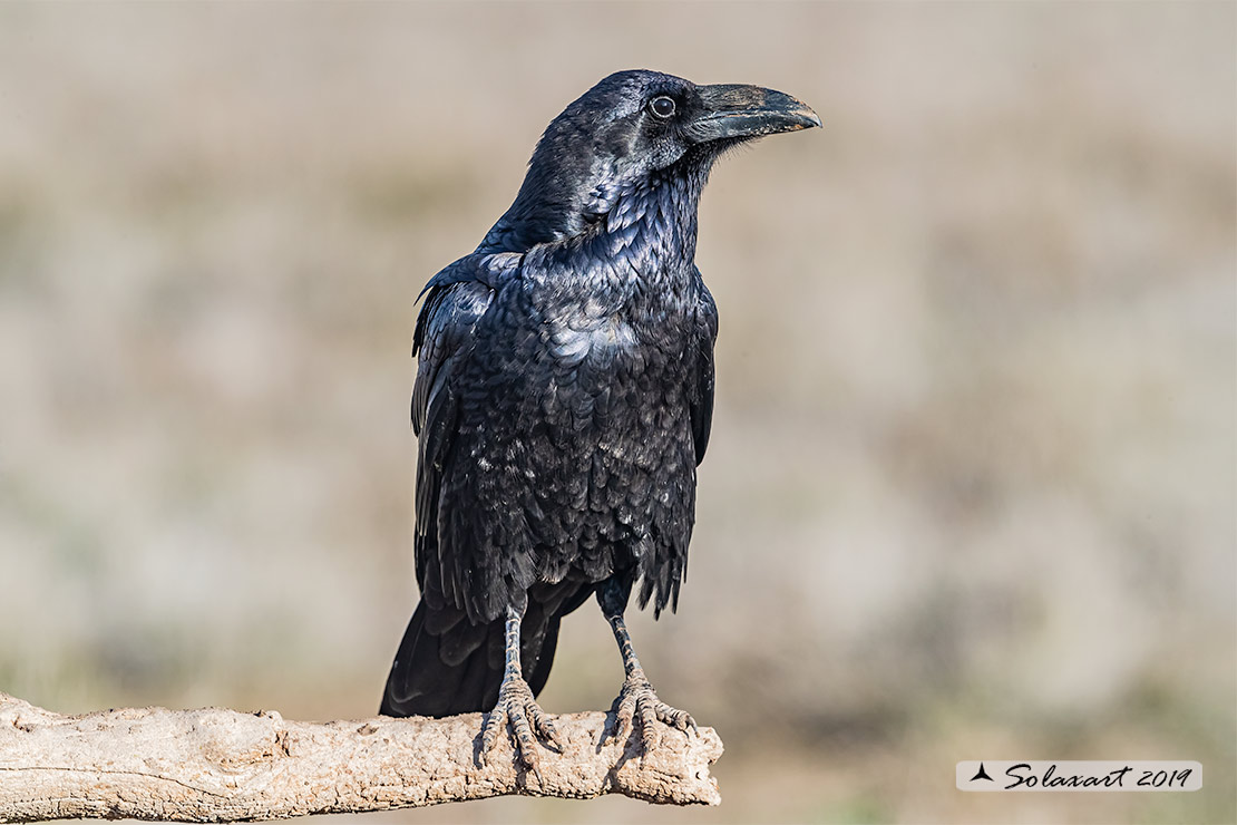 Corvus corax; Corvo imperiale; Northern raven