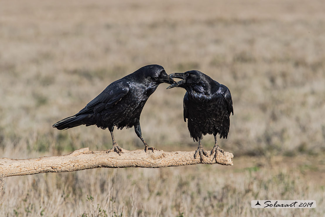 Corvus corax; Corvo imperiale; Northern raven