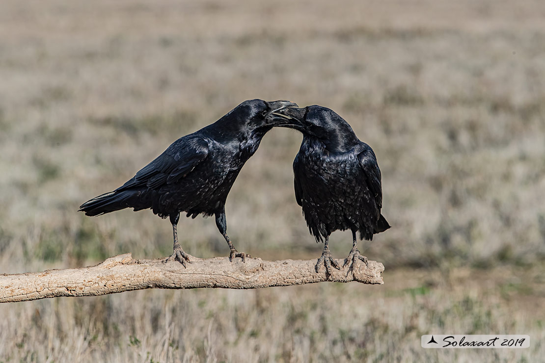 Corvus corax; Corvo imperiale; Northern raven
