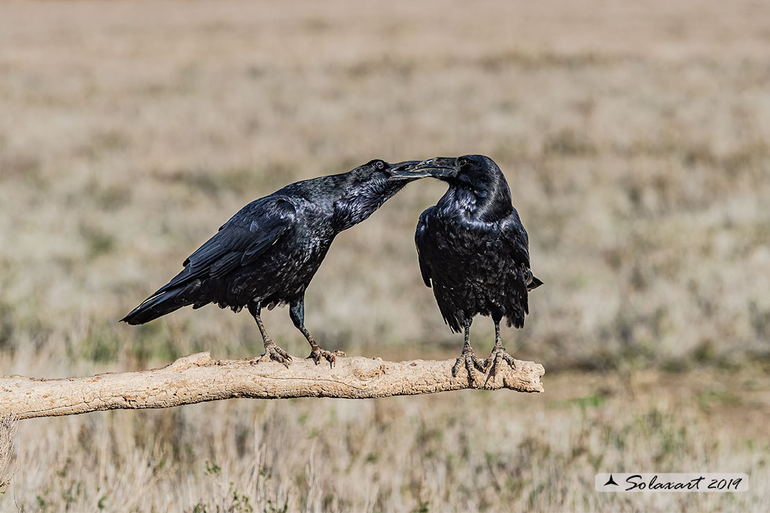 Corvus corax; Corvo imperiale; Northern raven