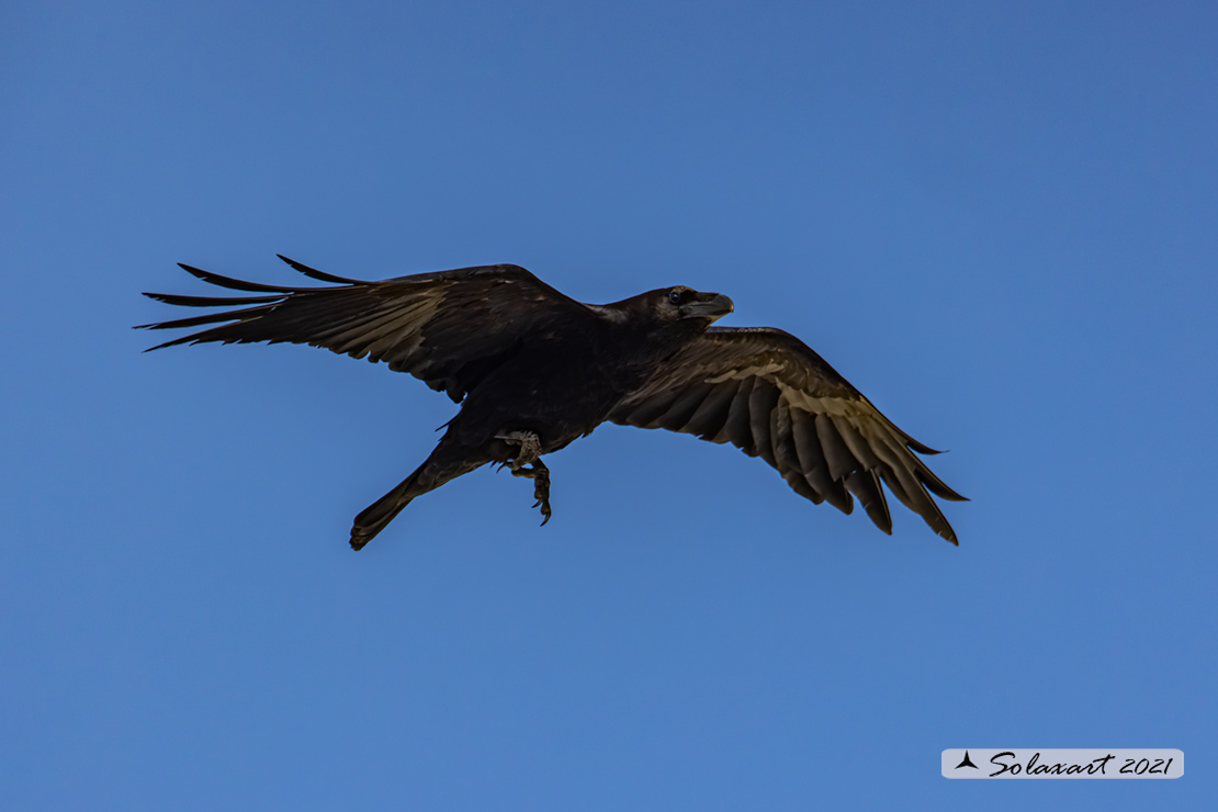 Corvus corax; Corvo imperiale; Northern raven