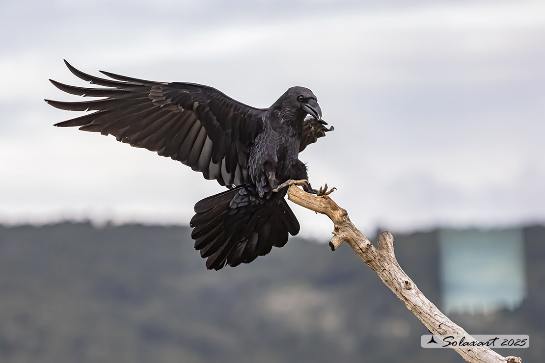 Corvus corax; Corvo imperiale; Northern raven