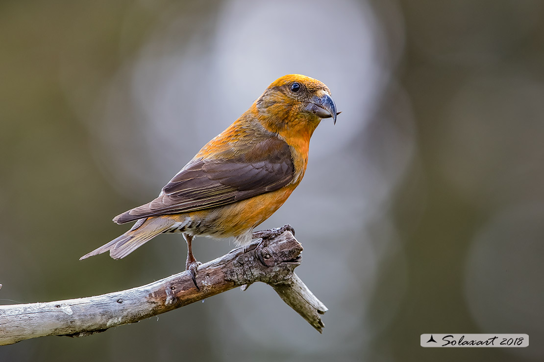 Loxia curvirostra; Crociere; Red crossbill