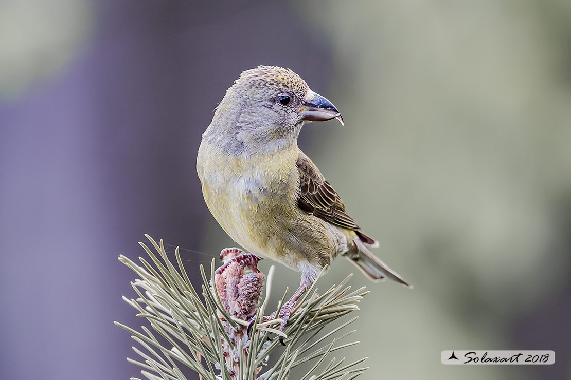 Loxia curvirostra; Crociere; Red crossbill