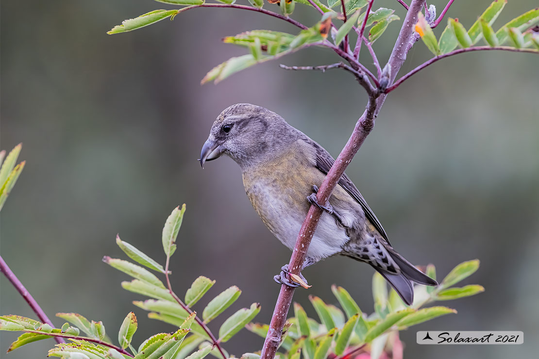 Loxia curvirostra; Crociere; Red crossbill