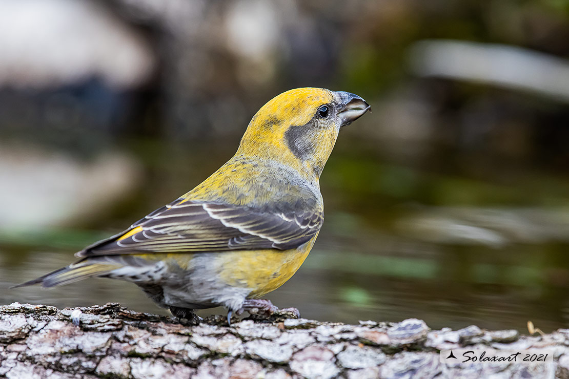 Loxia curvirostra; Crociere; Red crossbill