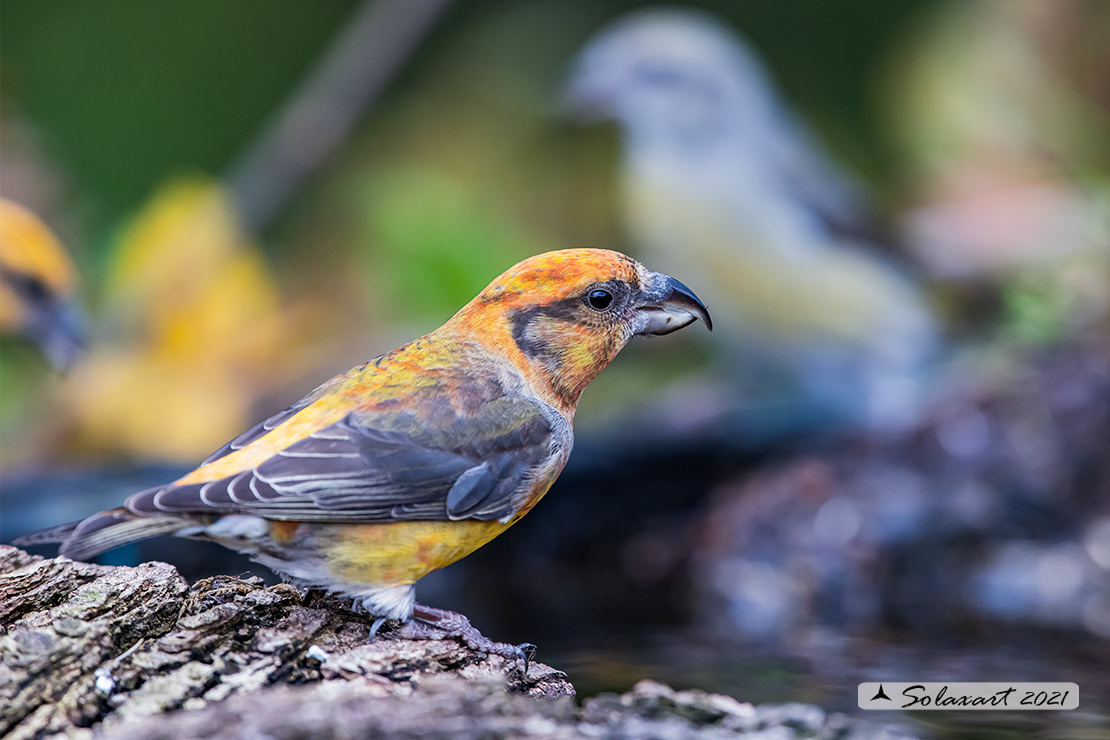 Loxia curvirostra; Crociere; Red crossbill