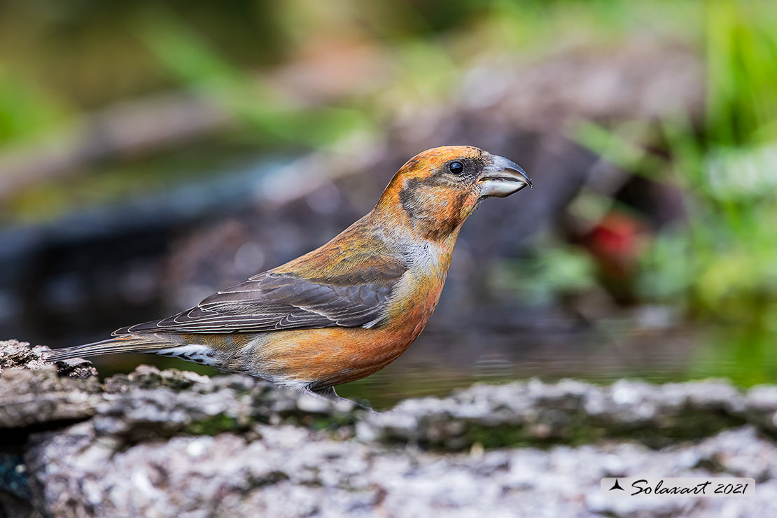 Loxia curvirostra; Crociere; Red crossbill