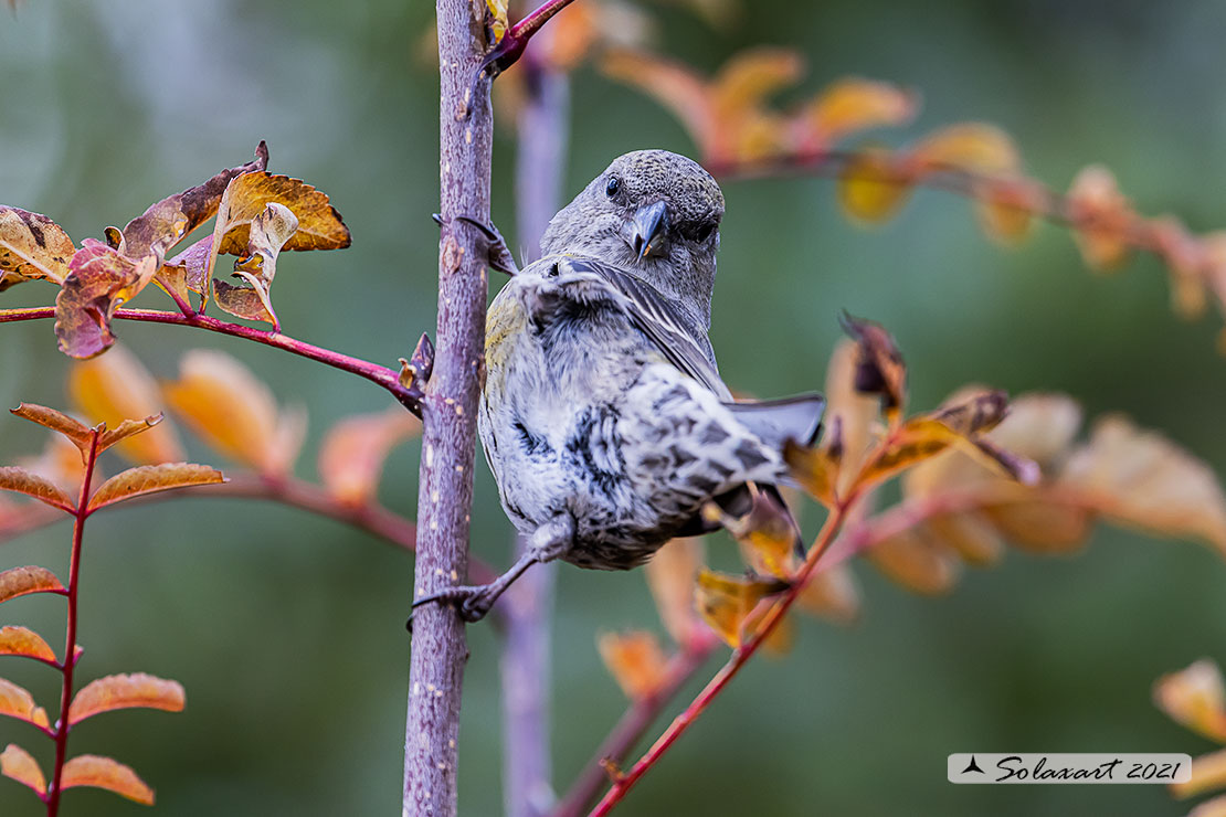 Loxia curvirostra; Crociere; Red crossbill