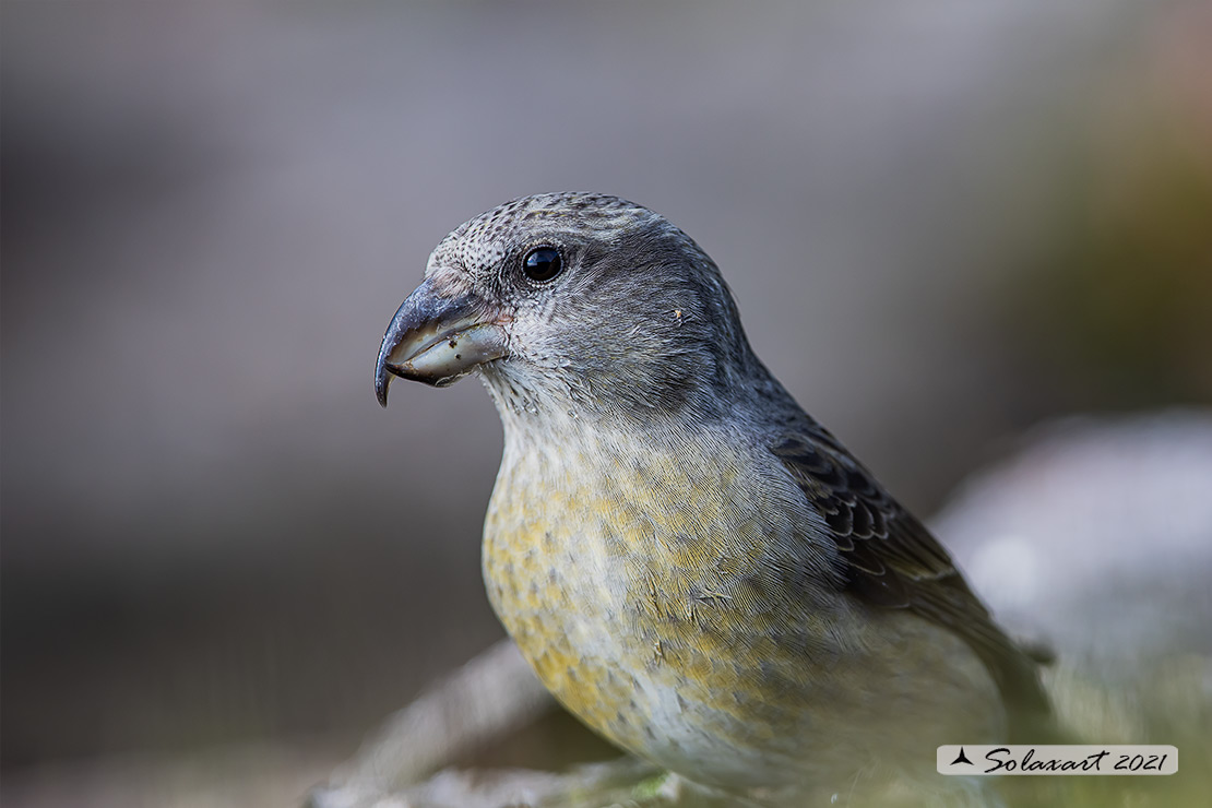 Loxia curvirostra; Crociere; Red crossbill