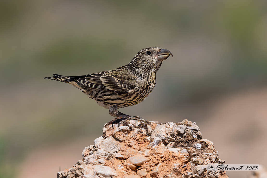 Loxia curvirostra; Crociere; Red crossbill