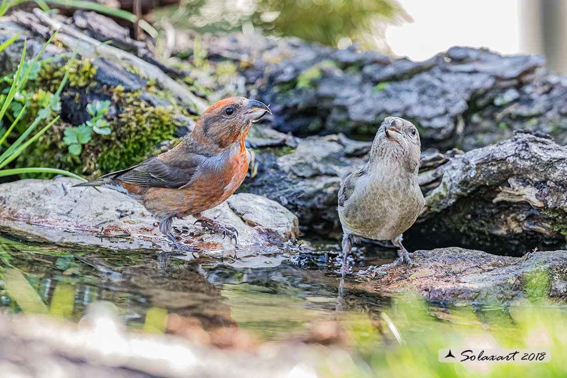 Loxia curvirostra; Crociere; Red crossbill