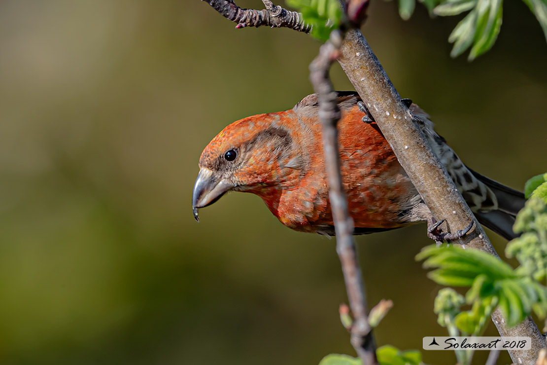 Loxia curvirostra; Crociere; Red crossbill