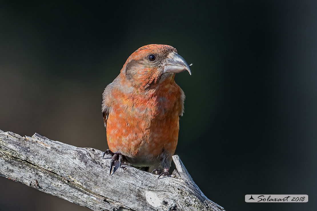 Loxia curvirostra; Crociere; Red crossbill