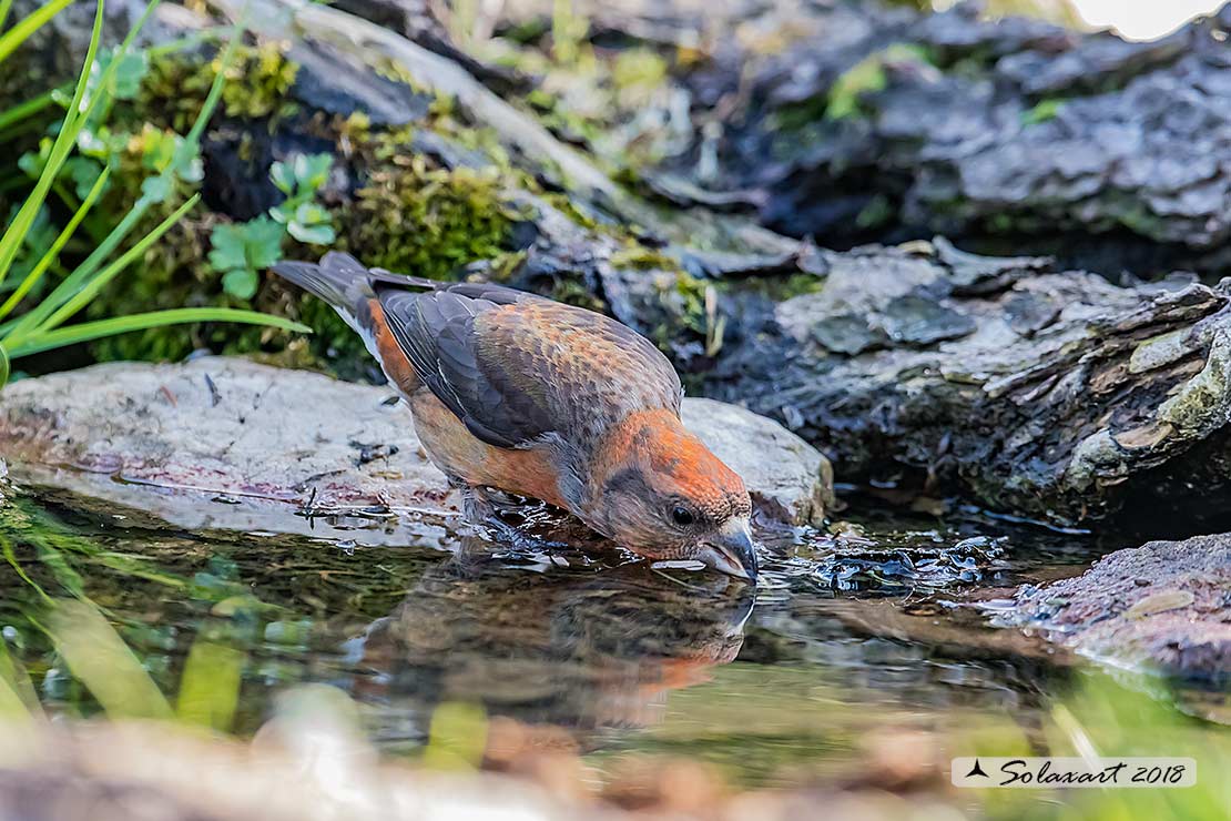 Loxia curvirostra; Crociere; Red crossbill