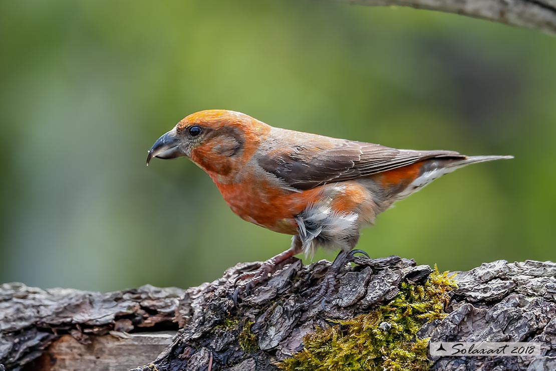 Loxia curvirostra; Crociere; Red crossbill