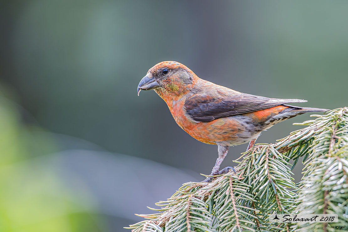 Loxia curvirostra; Crociere; Red crossbill