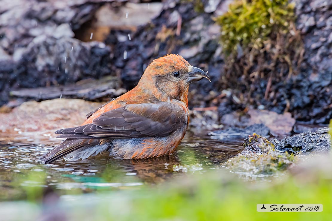 Loxia curvirostra; Crociere; Red crossbill