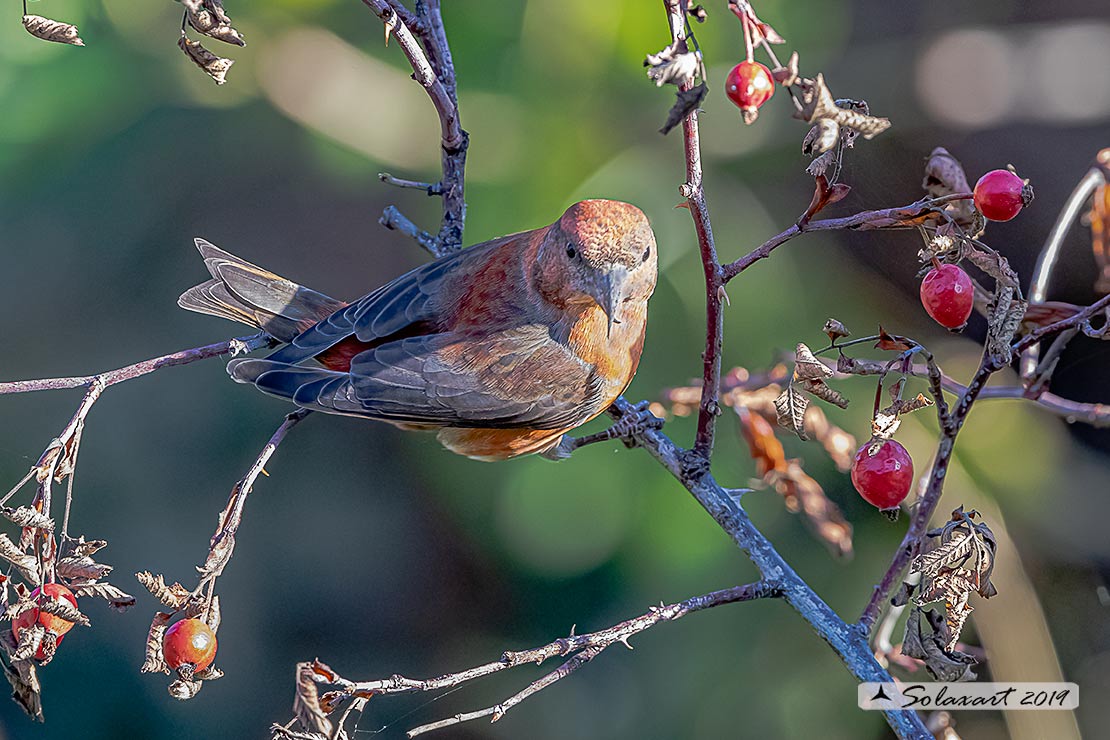 Loxia curvirostra; Crociere; Red crossbill