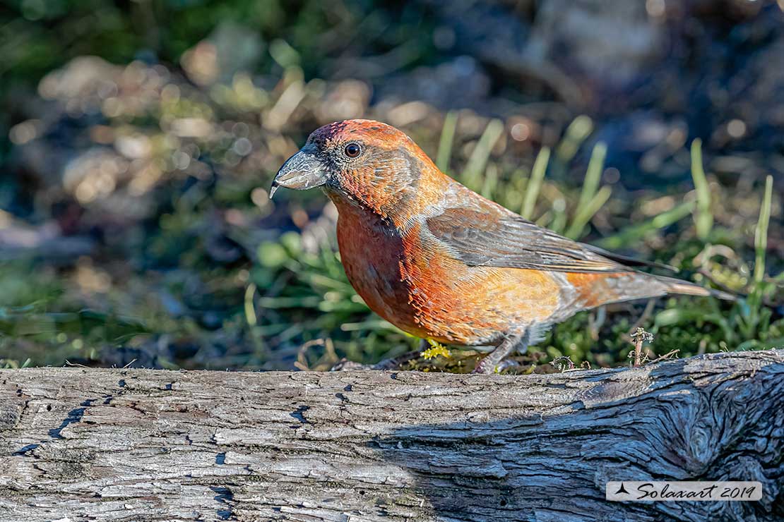 Loxia curvirostra; Crociere; Red crossbill