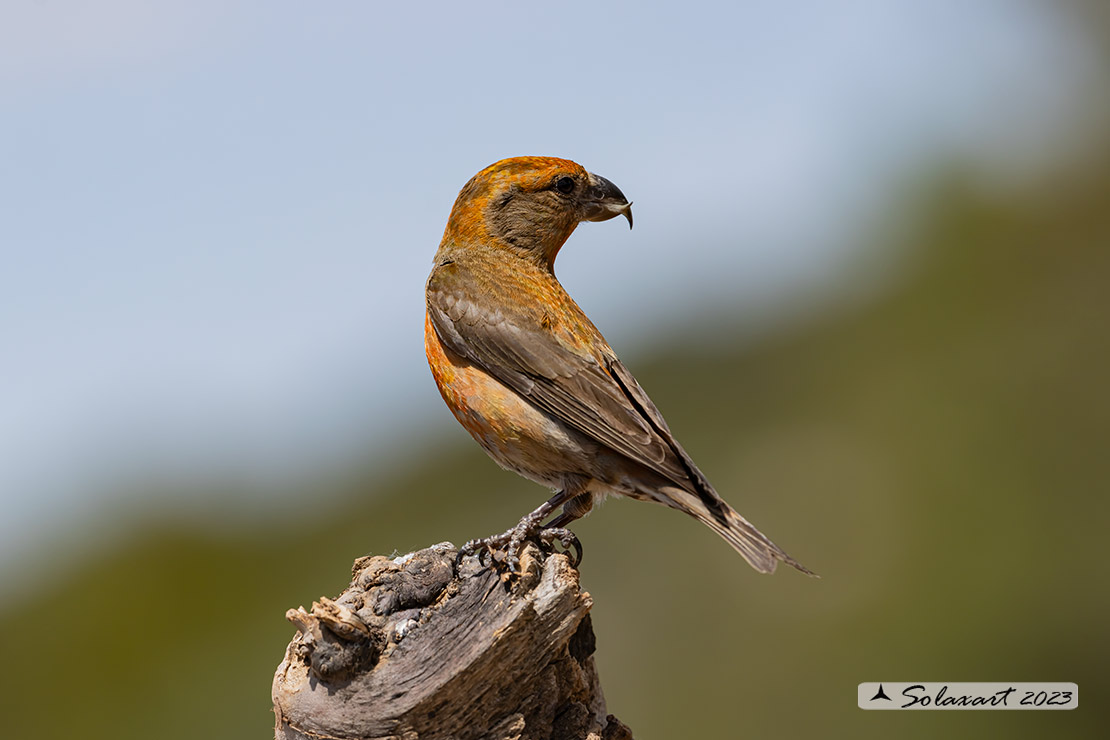 Loxia curvirostra; Crociere; Red crossbill