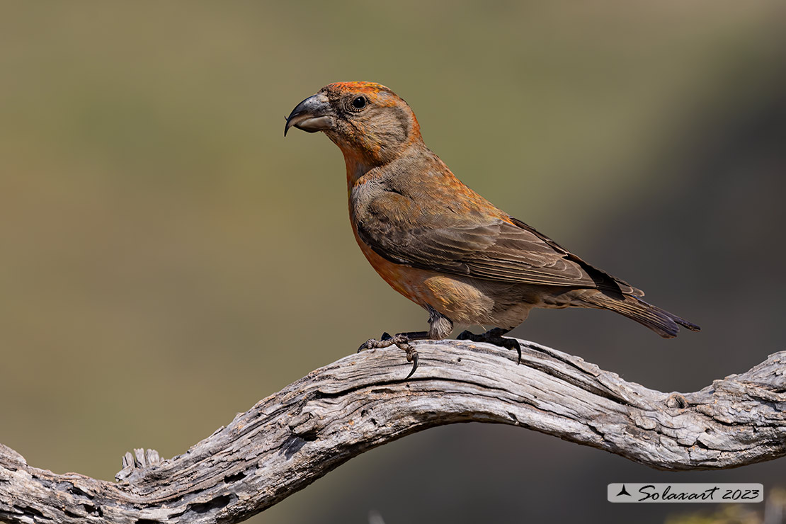 Loxia curvirostra; Crociere; Red crossbill