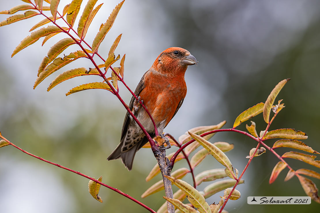 Loxia curvirostra; Crociere; Red crossbill