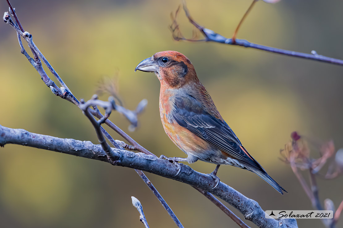 Loxia curvirostra; Crociere; Red crossbill