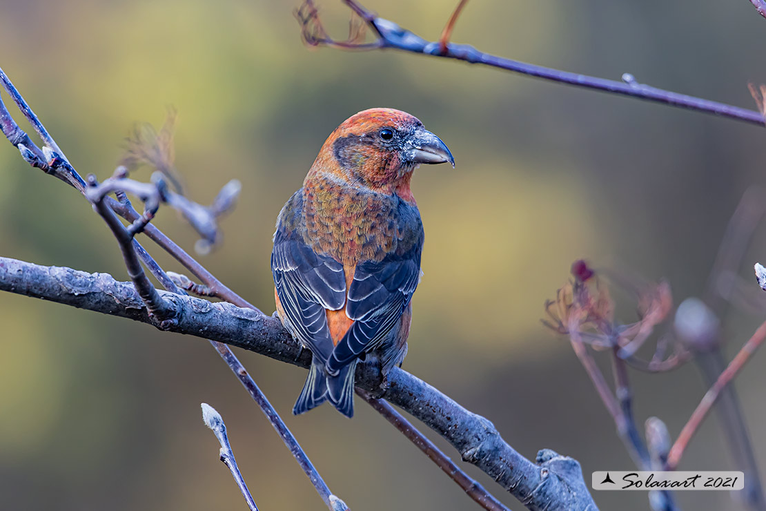 Loxia curvirostra; Crociere; Red crossbill