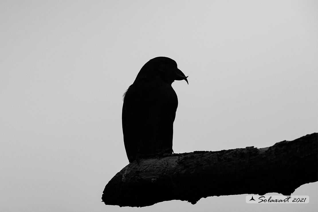 Loxia curvirostra; Crociere; Red crossbill