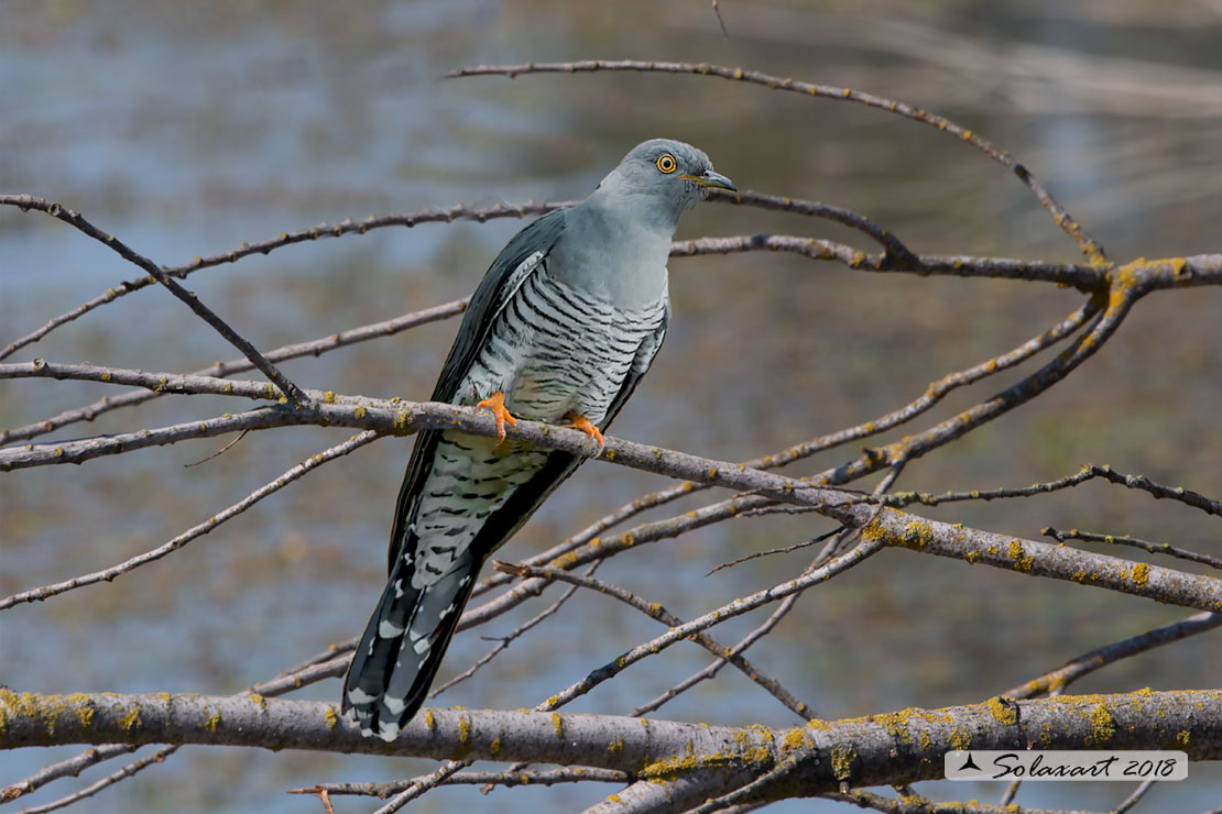 Cuculus canorus - Cuculo - Cuckoo