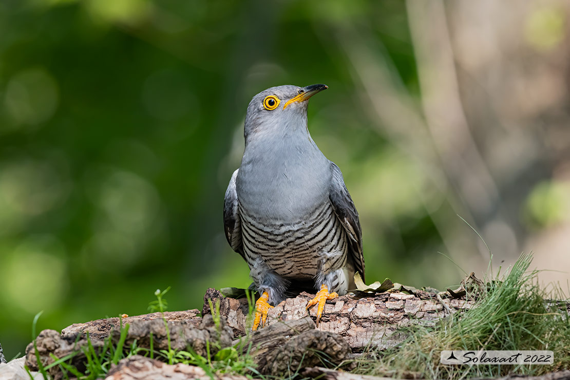 Cuculus canorus - Cuculo - Cuckoo