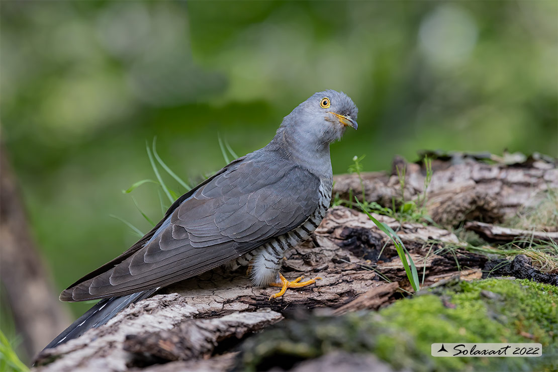 Cuculus canorus - Cuculo - Cuckoo