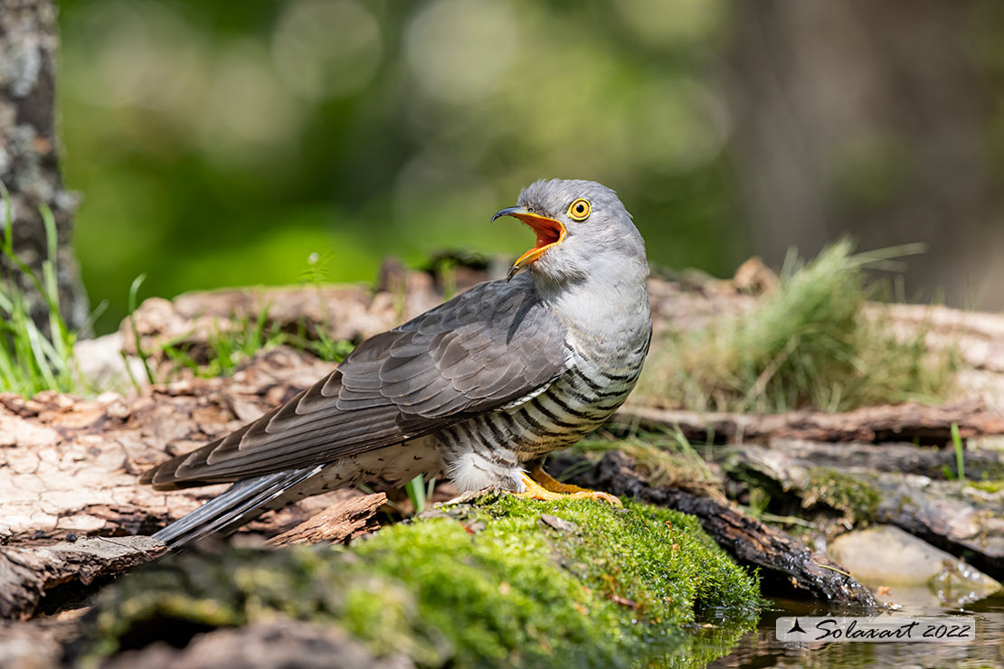 Cuculus canorus - Cuculo - Cuckoo