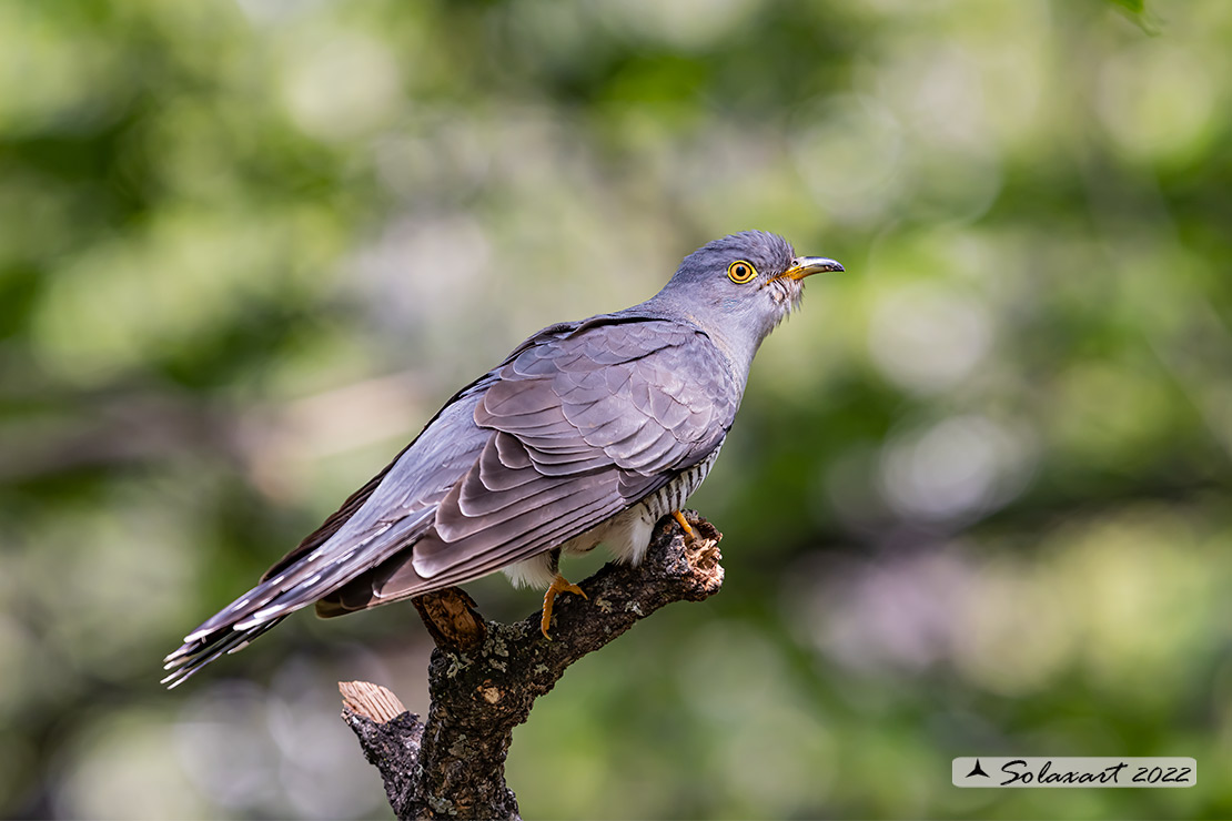 Cuculus canorus - Cuculo - Cuckoo
