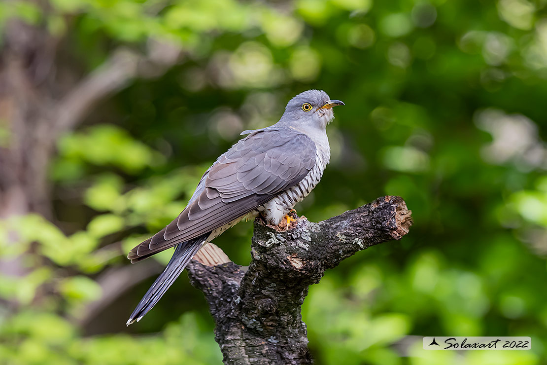 Cuculus canorus - Cuculo - Cuckoo
