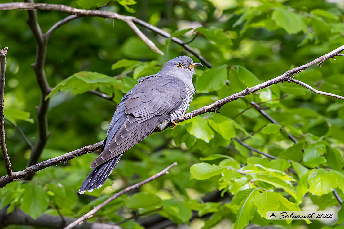 Cuculus canorus - Cuculo - Cuckoo